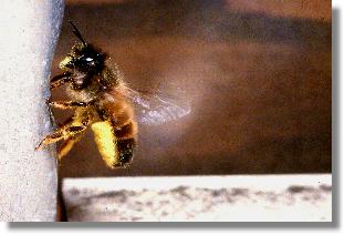 Rote Mauerbiene (Osmia rufa) an einem Stahlrohrabfluss