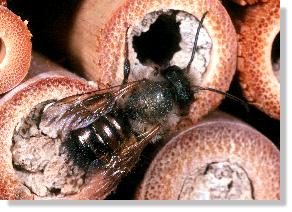 Mnnchen der Roten Mauerbiene (Osmia rufa)