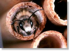 Mnnchen der Roten Mauerbiene (Osmia rufa)