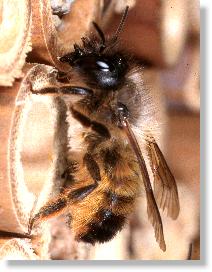 Weibchen der Roten Mauerbiene (Osmia rufa)