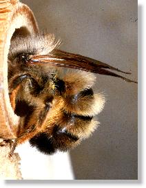 Weibchen der Roten Mauerbiene (Osmia rufa)