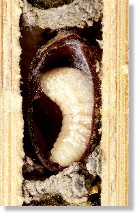 Larve der Roten Mauerbiene (Osmia rufa)