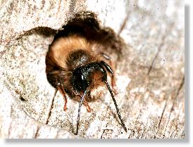 Männchen der Roten Mauerbiene (Osmia rufa) im Nesteingang