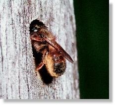 Weibchen der Roten Mauerbiene (Osmia rufa) beim Eintrag von Pollen
