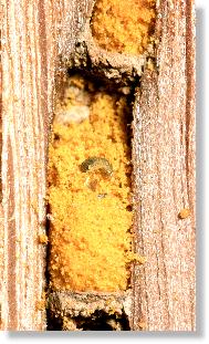 Futterkuchen mit Ei der Roten Mauerbiene (Osmia rufa)