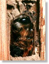 Imago der Roten Mauerbiene (Osmia rufa)