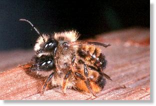 Rote Mauerbiene (Osmia rufa) bei der Paarung