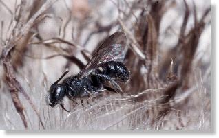 Die Dsterbiene Stelis minuta