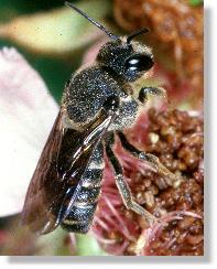 Stelis punctulatissima - eine "Kuckucksbiene"