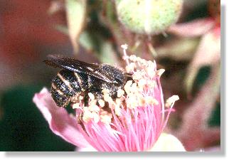 Stelis punctulatissima bei der Mittagsmahlzeit