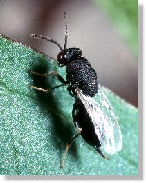 Erzwespen-Weibchen (Chalcididae)