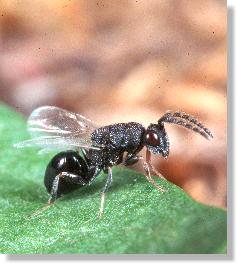 Erzwespen-Mnnchen (Chalcididae)