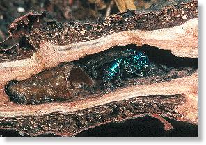 Parasit Chrysis cyanea der Grabwespe Crossocerus cinxius in der Galle des Kleinen Pappelbocks (Saperda populnea)