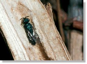 Parasit Chrysis cyanea der Grabwespe Crossocerus cinxius in der Galle des Kleinen Pappelbocks (Saperda populnea)