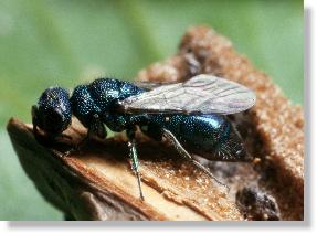 Parasit Chrysis cyanea der Grabwespe Crossocerus cinxius in der Galle des Kleinen Pappelbocks (Saperda populnea)