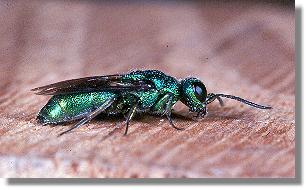 Weibchen der Blauen Goldwespe (Chrysis cyanea) 