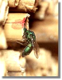 ie Blaue Goldwespe (Chrysis cyanea) inspiziert das Nest der Lcherbiene Heriades truncorum