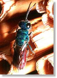 Die Feuer-Goldwespe Chrysis ignita