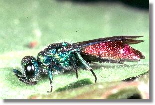 Weibchen der Feuer-Goldwespe (Chrysis ignita)