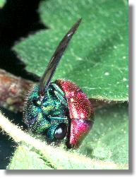 Eingerollte Feuer-Goldwespe (Chrysis ignita)