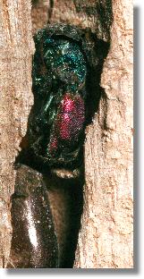 Imago der Feuer-Goldwespe Chrysis ignita