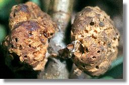 Galle der Gallwespe Biorhiza pallida: "Kartoffelgalle" oder "Eichapfel"