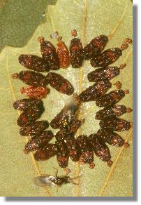 Rotschwanz (Dasychira pudibunda): reife Puppen und geschlpfte Tiere der Erzwespen-Parasitoide