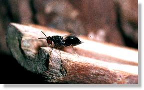 Parasit Eurytoma nodularis der Grabwespe Crossocerus cinxius in der Galle des Kleinen Pappelbocks (Saperda populnea)