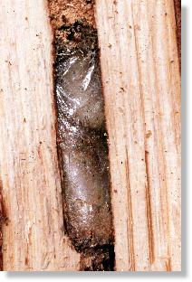 Zwei Kokons der Gichtwespe Gasteruption affectator im Nest der Löcherbiene Heriades tuncorum