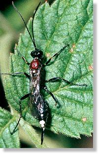 Weibchen der Schlupfwespe Hoplocryptus dubius