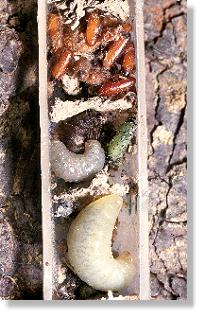 Nest der Lehmwespe Ancistrocerus callosus mit drei Zellen (oberste parasitiert)