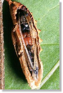 Reife Puppe der Schlupfwespe Pimpla instigator im Kokon des Kleinen Fuchses (Aglais urticae)