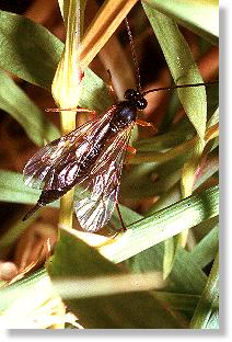 Weibchen der Schlupfwespe Pimpla instigator