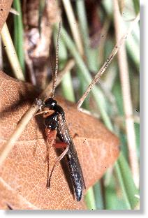 Mnnchen der Schlupfwespe Pimpla instigator