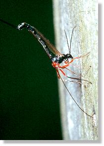 Die Schlupfwespe Pimpla manifestator