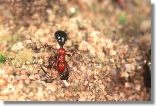 Sandlaufkfer-Wespe (Methocha ichneumonoides) verschliet die Rhre mit Sandpartikeln