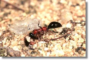 Sandlaufkfer-Wespe (Methocha ichneumonoides) verschliet die Rhre mit Sandpartikeln