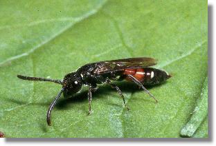 Weibchen der Keulhornwespe Sapyga qinquepunctata