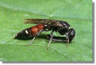 Die Keulhornwespe Sapyga qinquepunctata in Schlafstellung