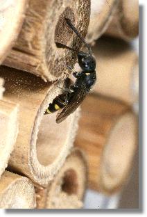 Weibchen der Keulhornwespe Sapyga clavicornis