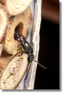 Die Keulhornwespe Sapyga clavicornis Scherenbiene im Nest der Scherenbiene Chelostoma florisomne