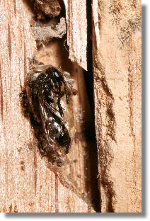 Puppe von Sapyga clavicornis im Nest von Chelostoma florisomne