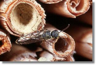 Die Keulhornwespe Sapygina decemguttata am Nest der Lcherbiene Heriades truncorum