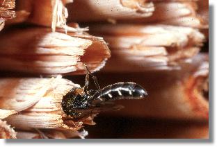 Die Keulhornwespe Sapygina decemguttata am Nest der Löcherbiene Heriades truncorum