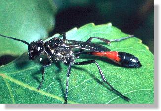 Die Sandwespe Ammophila sabulosa