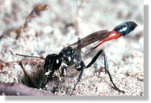 Die Sandwespe Ammophila sabulosa am Nesteingang