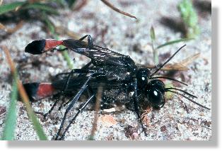 Mnnchen und Weibschen der Sandwespe Ammophila Sabulosa bei der Balz