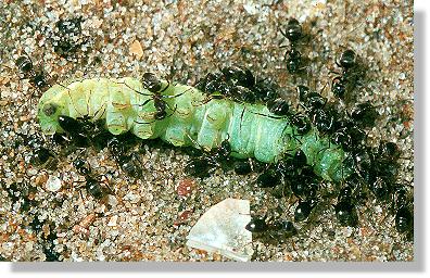 Ameisen beschlagnahmen die Beute der Sandwespe Ammophila sabulosa