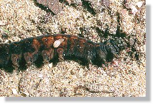 Junglarve der Sandwespe Ammophila sabulosa