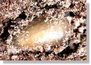 Aussenkokon der Sandwespe Ammophila sabulosa